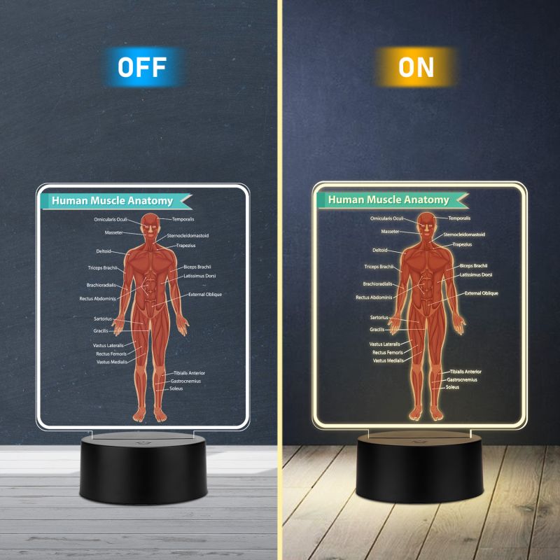 3D Illusion Human Muscle Anatomy LED Lamp with Warm White Light Gift for Medical & Science Student Home, Clinic, Hospital & Study Desk Table Decor